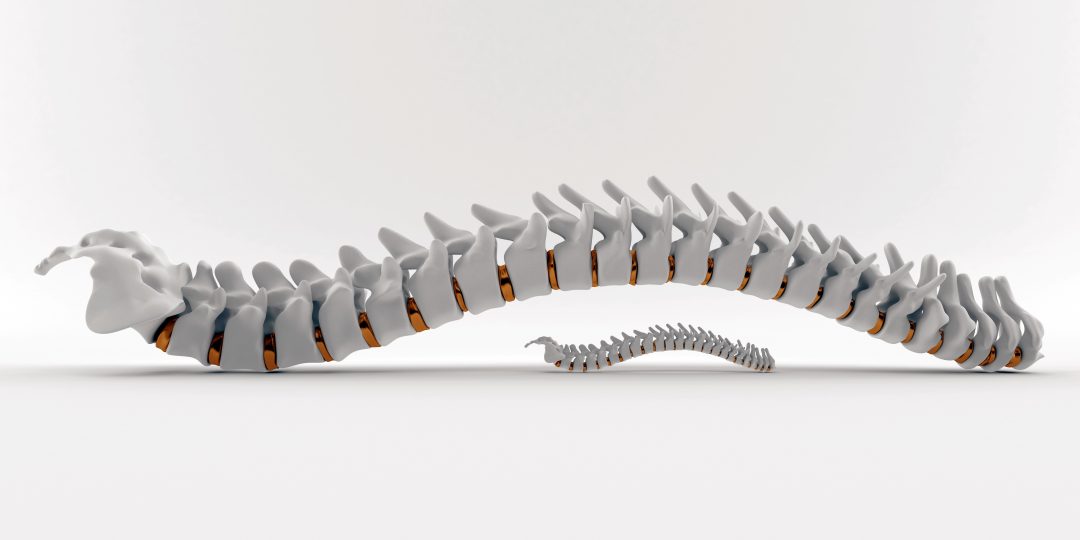 Spine